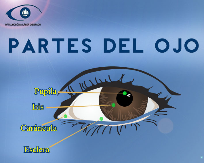 Los nombres de las partes del ojo